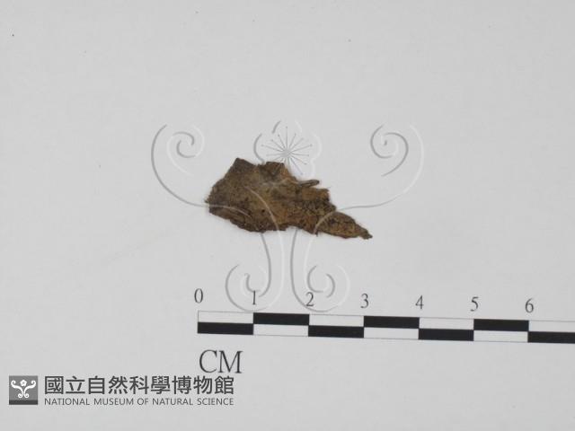 登錄號:F0015317藏品圖，第1張