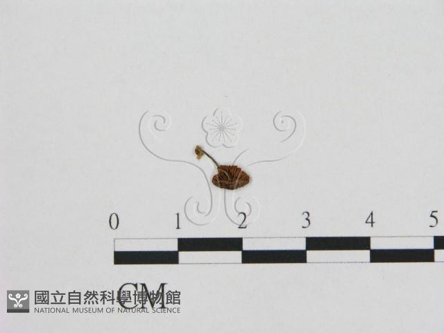 小皮傘屬藏品圖，第1張