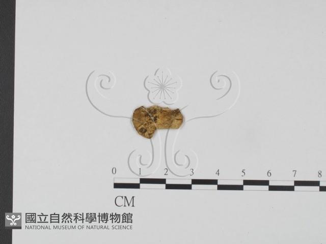 登錄號:F0013317藏品圖，第1張