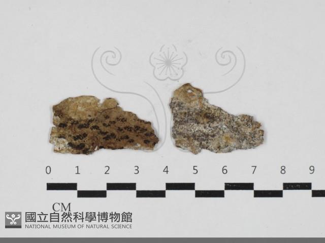 登錄號:F0033317藏品圖，第1張