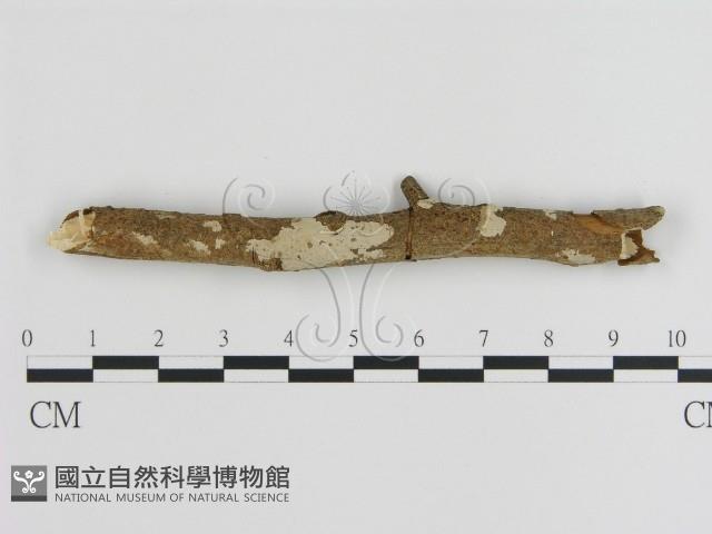 刺皮菌屬藏品圖，第1張