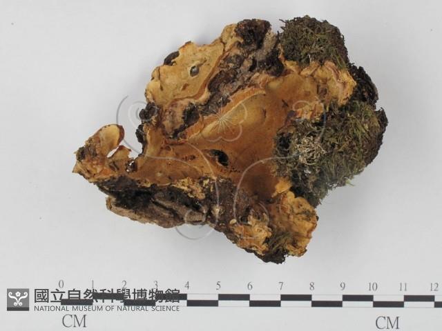 登錄號:F0016257藏品圖，第1張