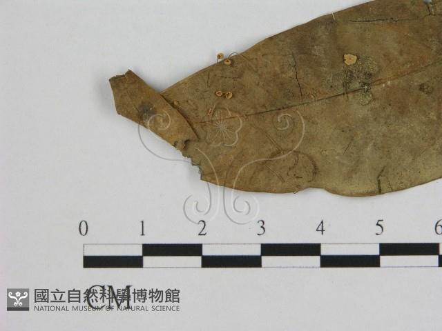 登錄號:F0011257藏品圖，第1張