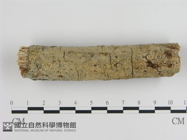 刺皮菌屬藏品圖，第1張