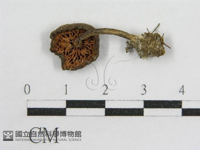 粉褶菌屬藏品圖，第1張