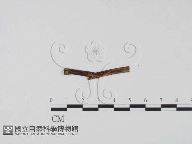 登錄號:F0012257藏品圖，第1張