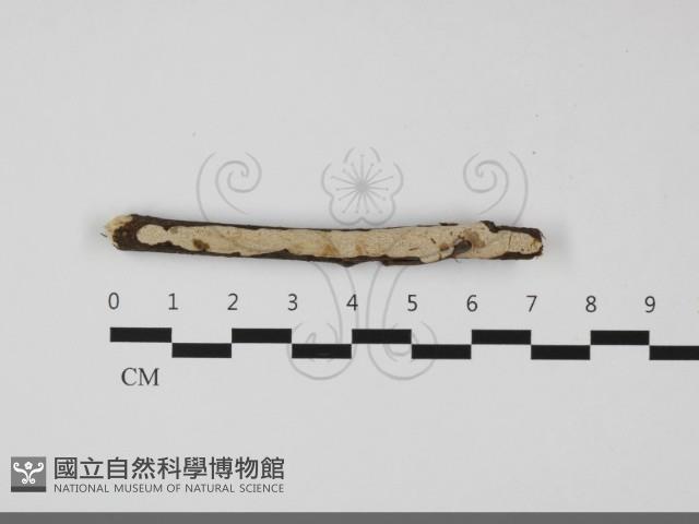 登錄號:F0032257藏品圖，第1張