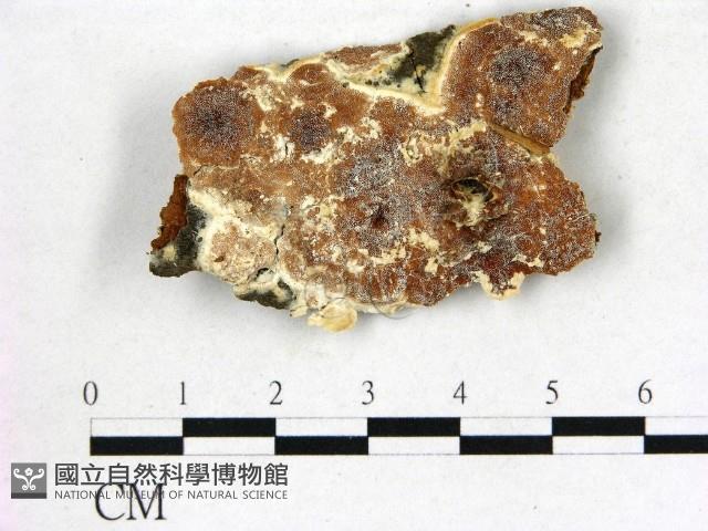登錄號:F0017257藏品圖，第1張