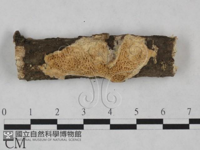 登錄號:F0025257藏品圖，第1張