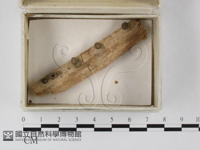 登錄號:F0023257藏品圖，第1張