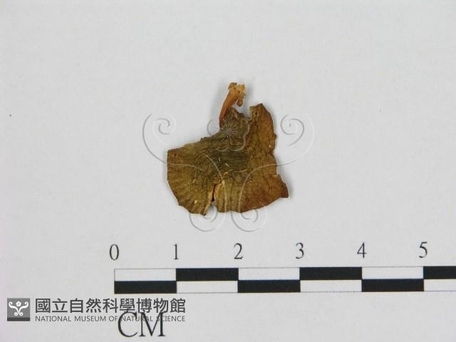小皮傘屬藏品圖，第1張