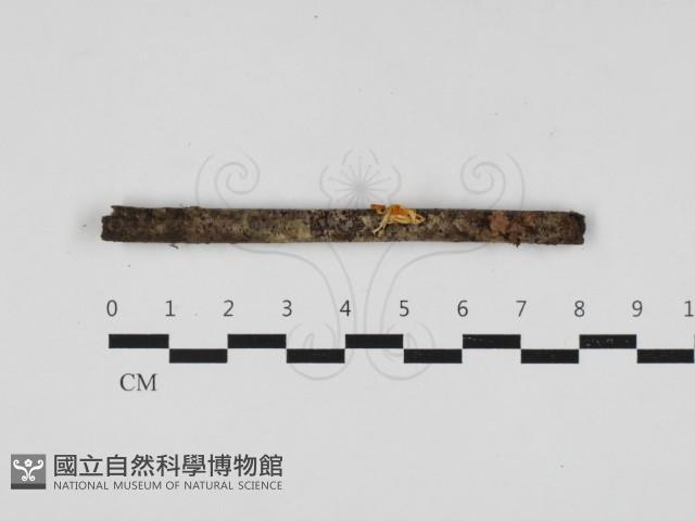 登錄號:F0033257藏品圖，第1張