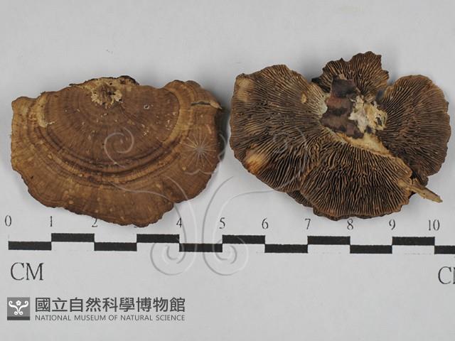 登錄號:F0028857藏品圖，第1張