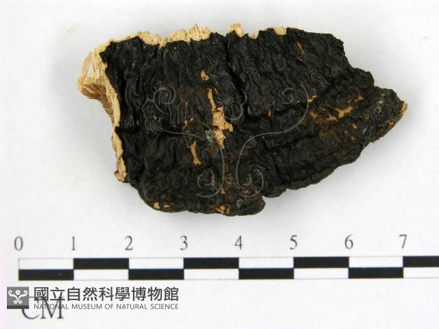 登錄號:F0018857藏品圖，第1張