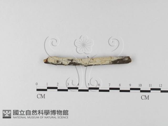 登錄號:F0020857藏品圖，第1張