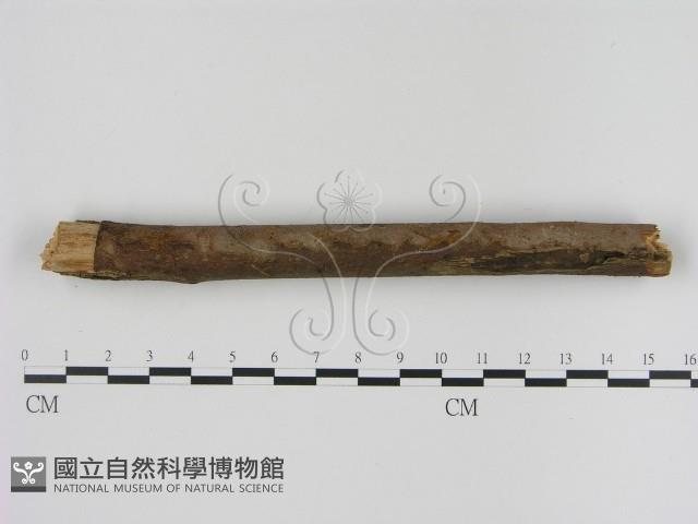 刺革菌屬藏品圖，第1張