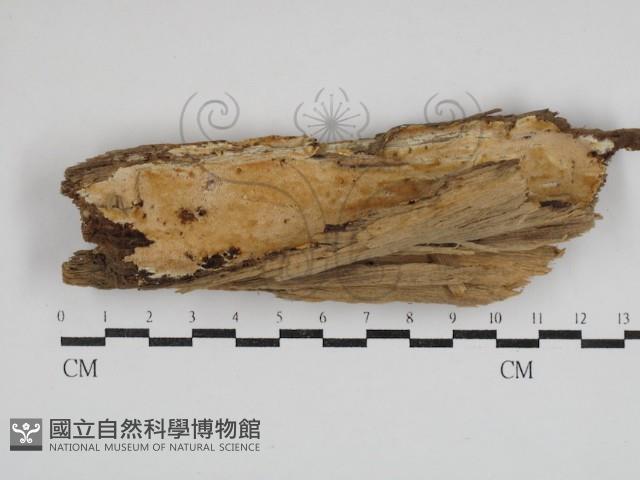 骨皮菌屬藏品圖，第1張