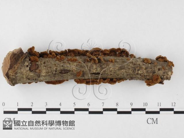刺革菌屬藏品圖，第1張