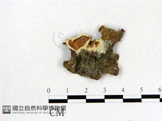 登錄號:F0006857藏品圖，第1張