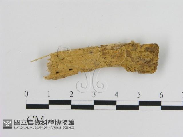 登錄號:F0016857藏品圖，第1張