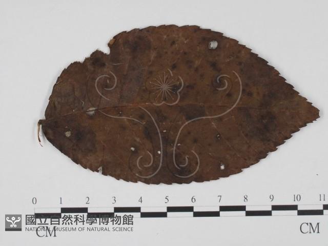 登錄號:F0011857藏品圖，第1張