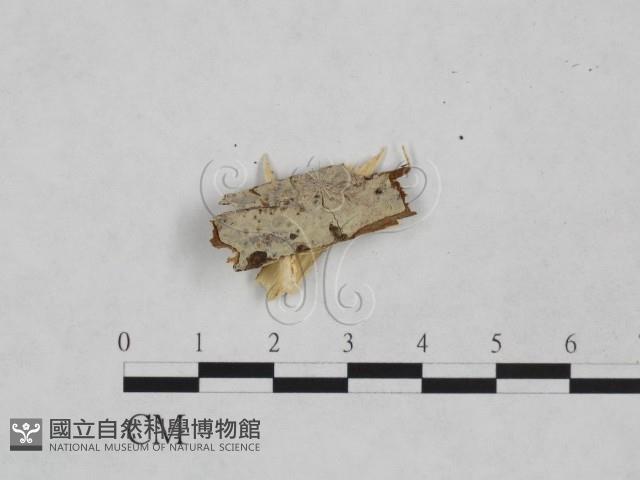 登錄號:F0024857藏品圖，第1張