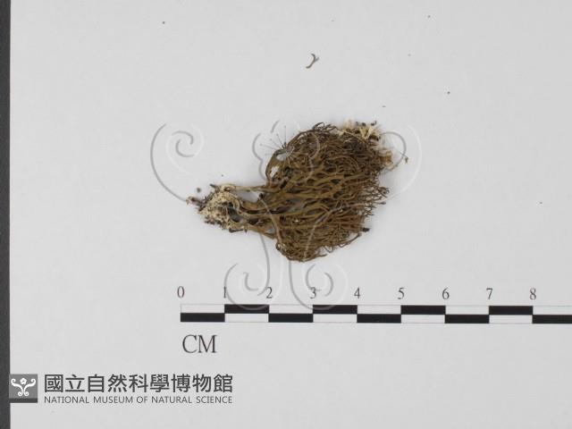 登錄號:F0004857藏品圖，第1張