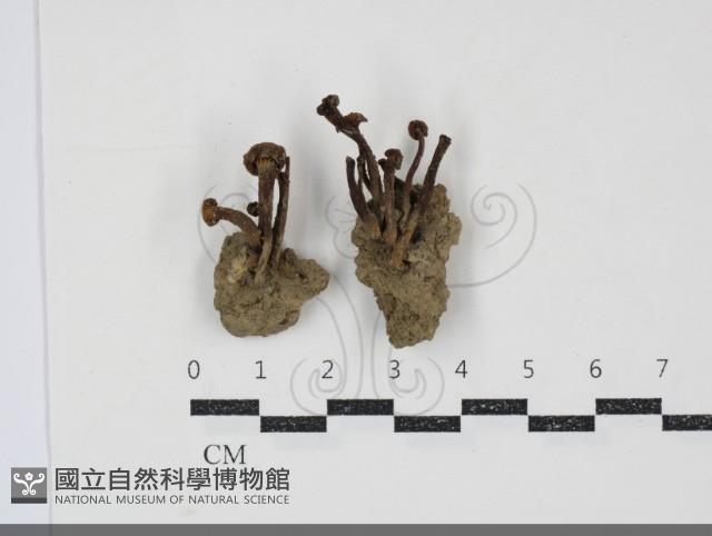 濕傘屬藏品圖，第1張