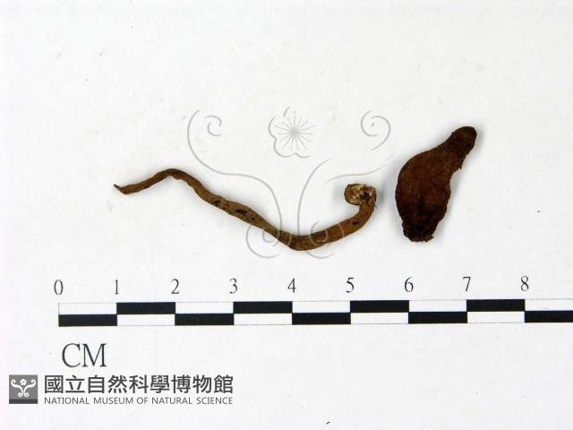 登錄號:F0022857藏品圖，第1張