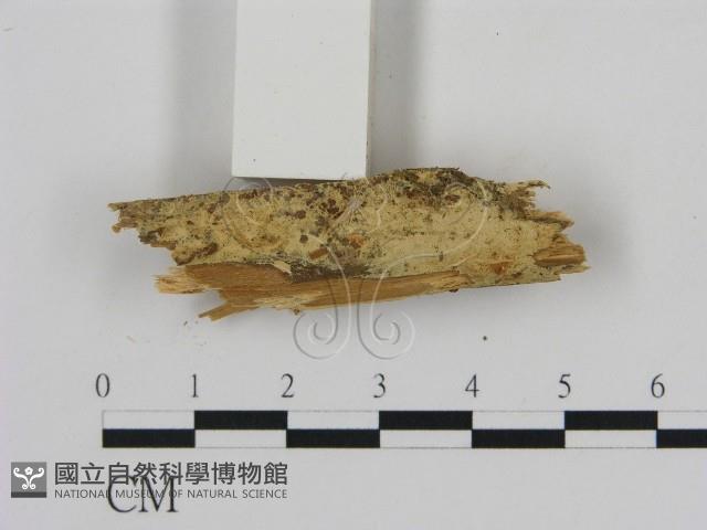 登錄號:F0002857藏品圖，第1張