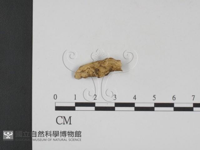 登錄號:F0012857藏品圖，第1張