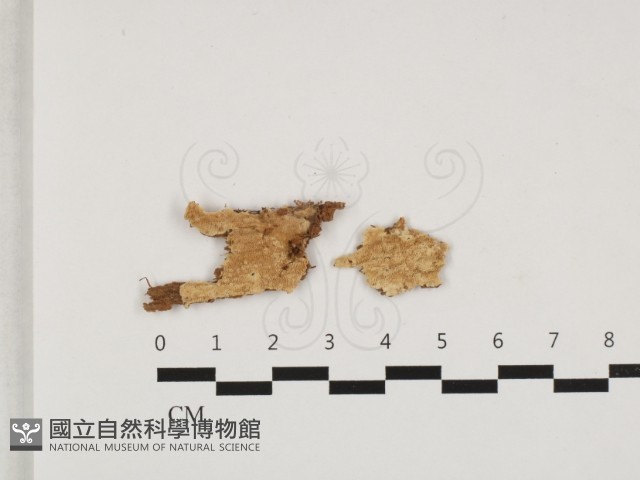 硬孔菌屬藏品圖，第1張