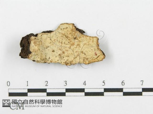 登錄號:F0007857藏品圖，第1張