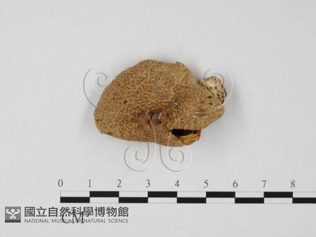 登錄號:F0025857藏品圖，第1張