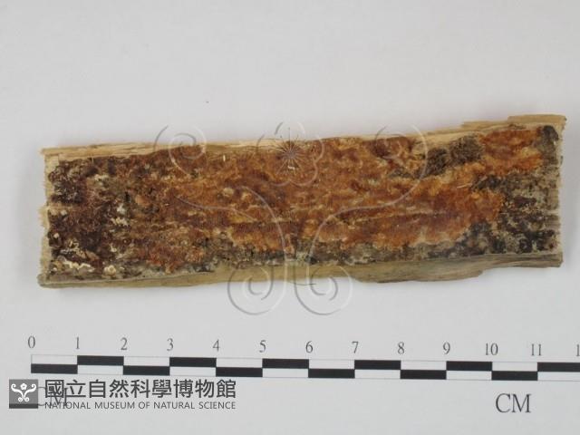 登錄號:F0005857藏品圖，第1張