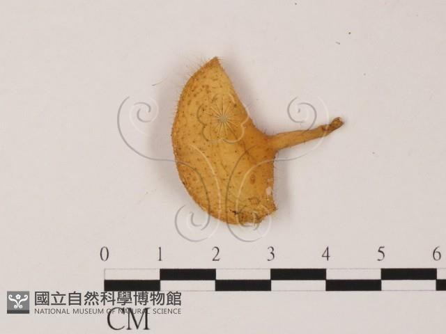 登錄號:F0009857藏品圖，第1張