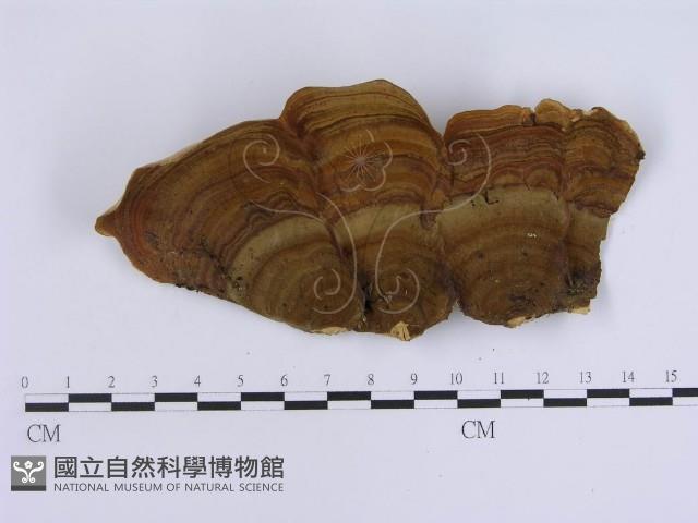 蠔韌革菌藏品圖，第1張