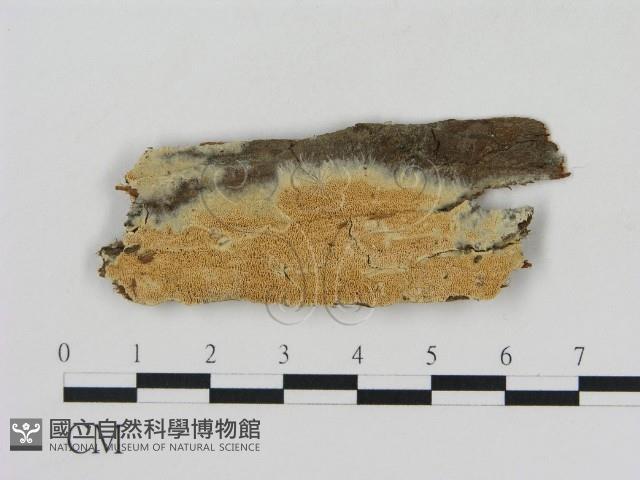 登錄號:F0013857藏品圖，第1張