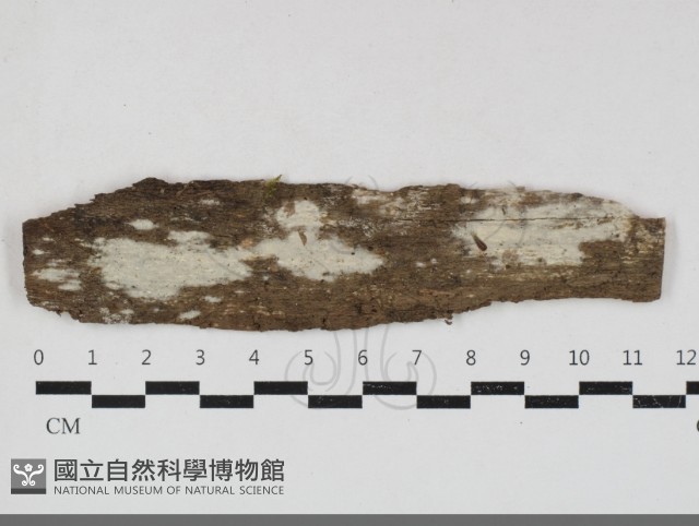 絲皮菌屬藏品圖，第1張