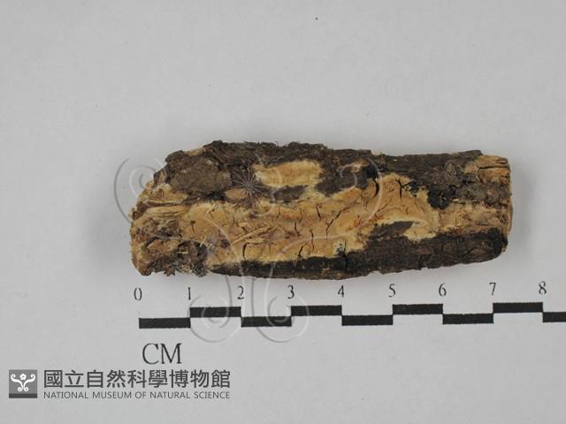顯絲菌屬藏品圖，第1張