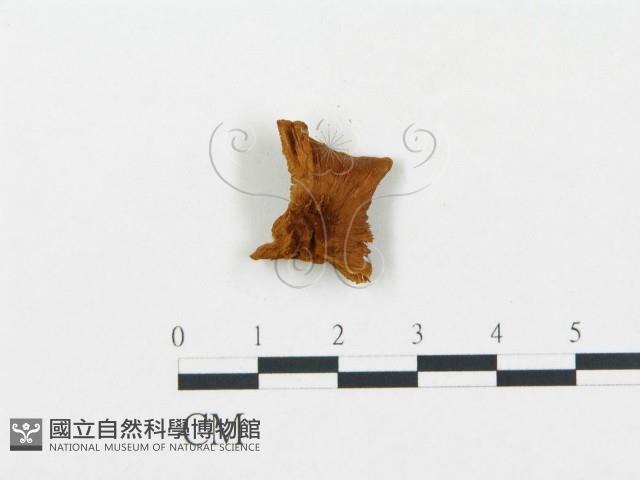 登錄號:F0000957藏品圖，第1張