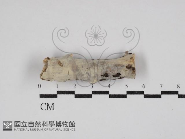 齒耳菌屬藏品圖，第1張