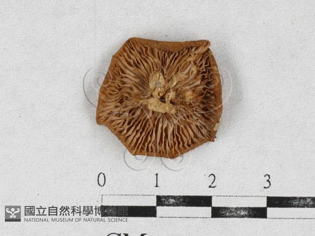 登錄號:F0026957藏品圖，第1張