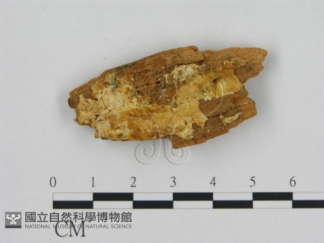 登錄號:F0006957藏品圖，第1張