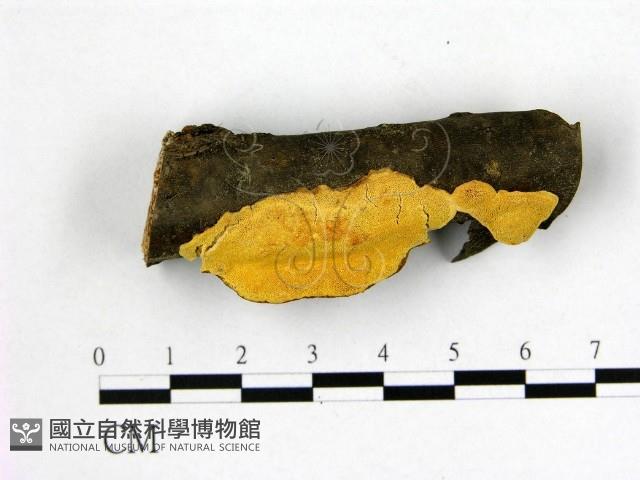 多年臥孔菌屬藏品圖，第1張