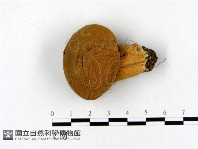 登錄號:F0021957藏品圖，第1張