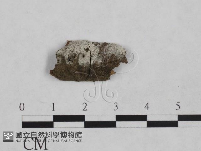 登錄號:F0024957藏品圖，第1張