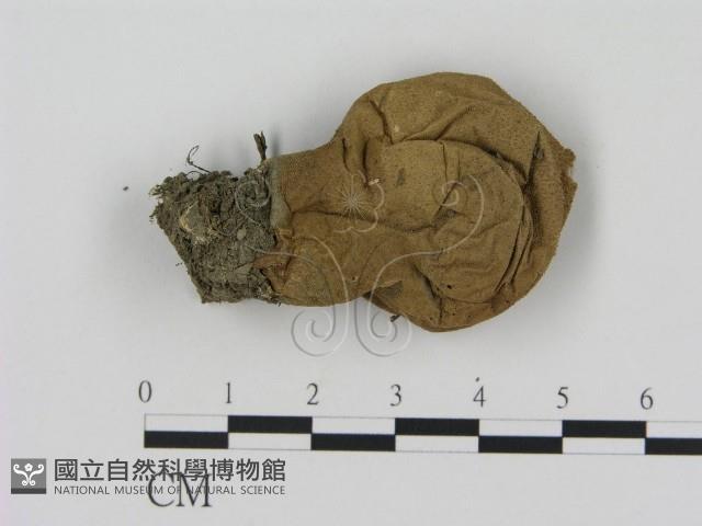 登錄號:F0004957藏品圖，第1張