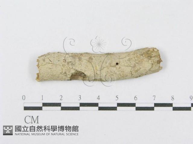 射脈菌屬藏品圖，第1張