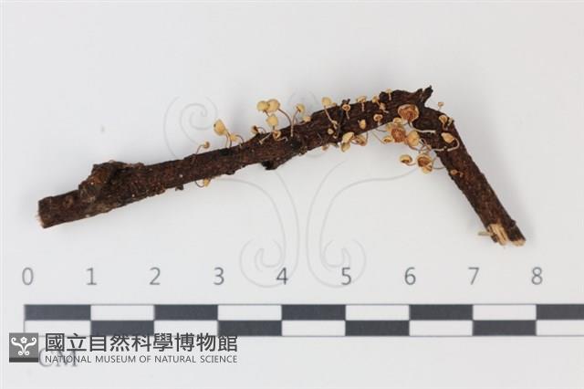 登錄號:F0034957藏品圖，第1張